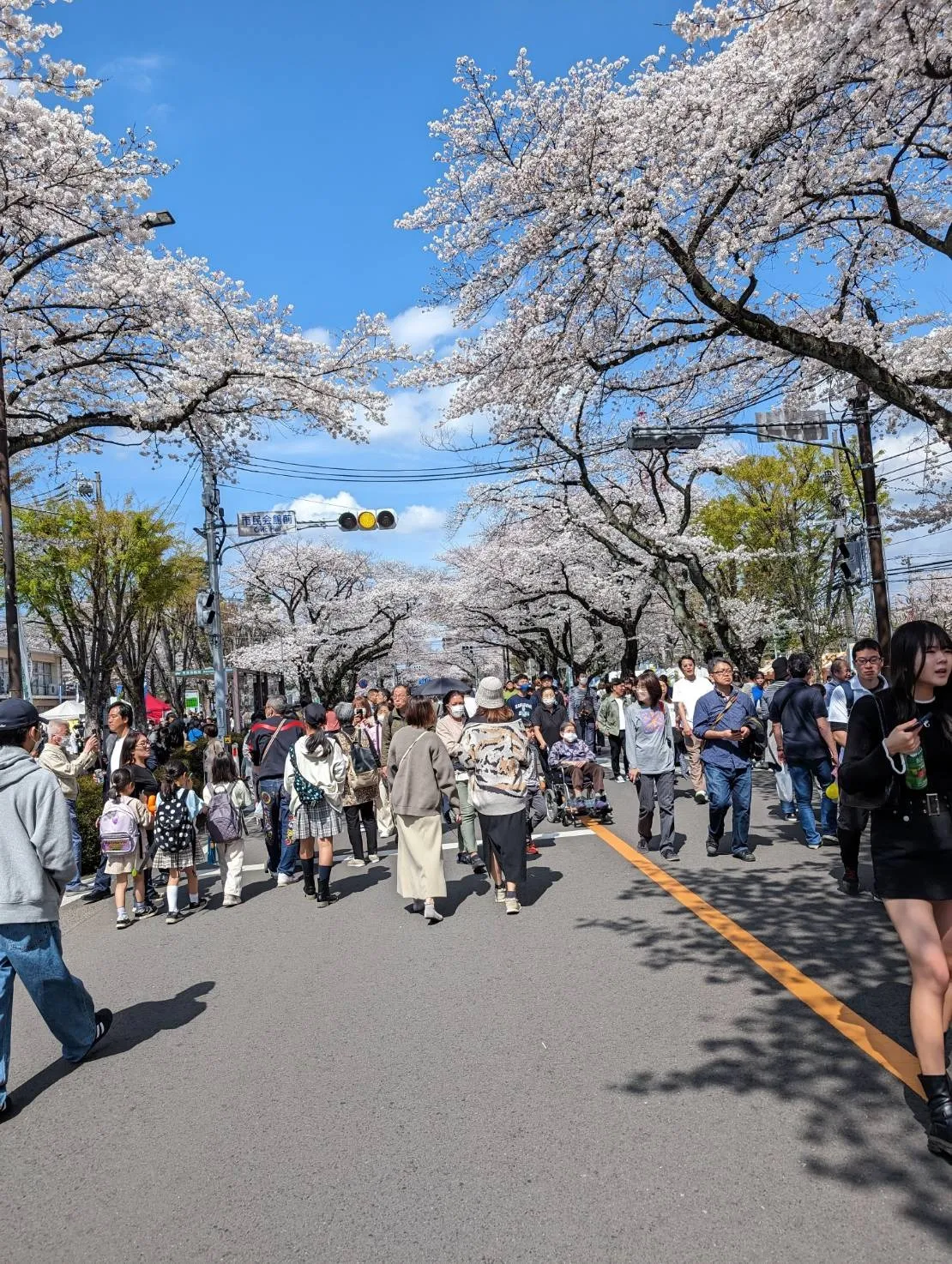 桜祭り🌸
